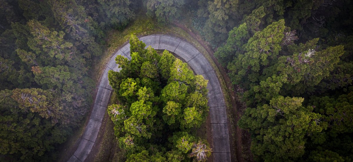 Forêt de cryptomerias dans les hauteurs de l'ouest de l'Ile de la Réunion