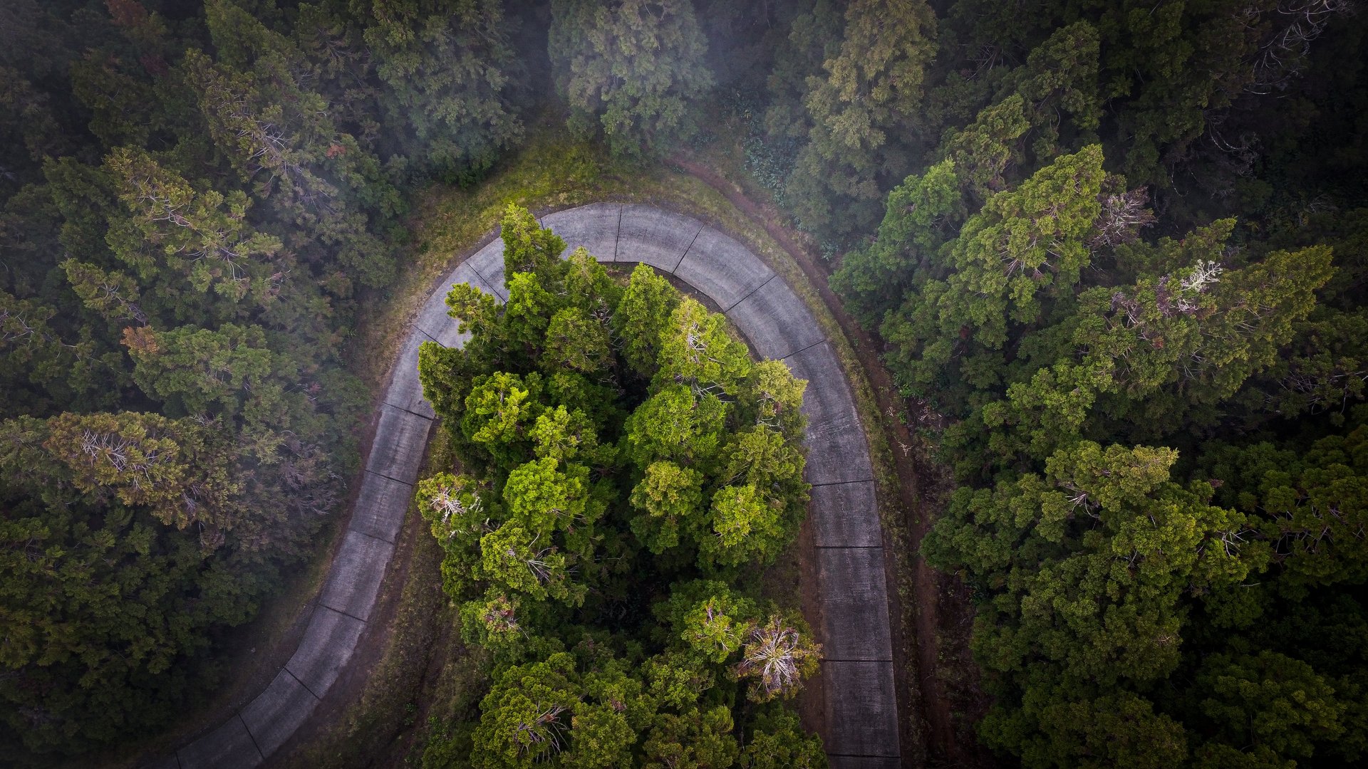 Forêt de cryptomerias dans les hauteurs de l'ouest de l'Ile de la Réunion