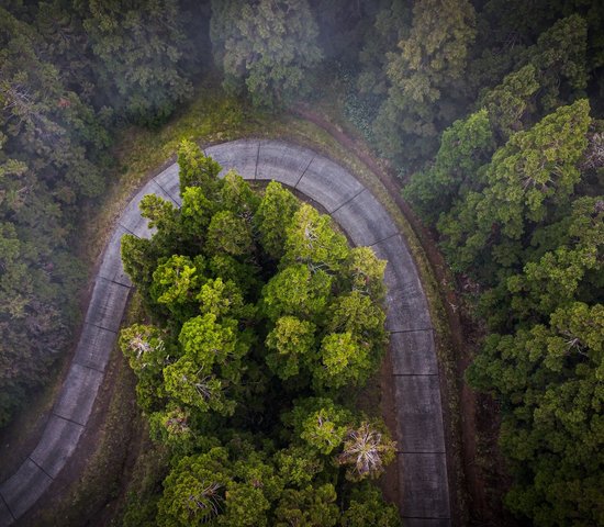 Forêt de cryptomerias dans les hauteurs de l'ouest de l'Ile de la Réunion