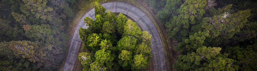 Forêt de cryptomerias dans les hauteurs de l'ouest de l'Ile de la Réunion