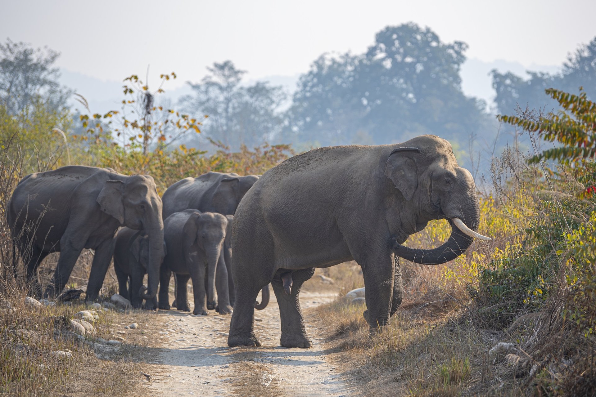 Faune indienne   éléphants asiatiques, Inde
