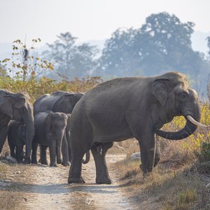 Faune indienne   éléphants asiatiques, Inde