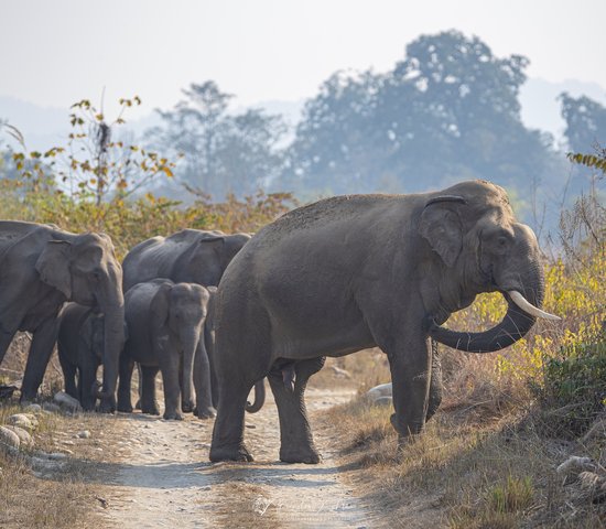 Faune indienne   éléphants asiatiques, Inde