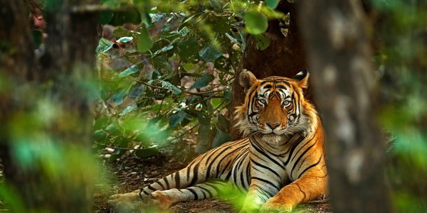 inde tigre du bengale