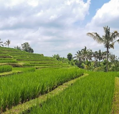 indonesie riziere