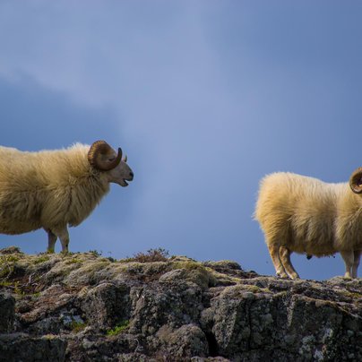 islande Thingvellir