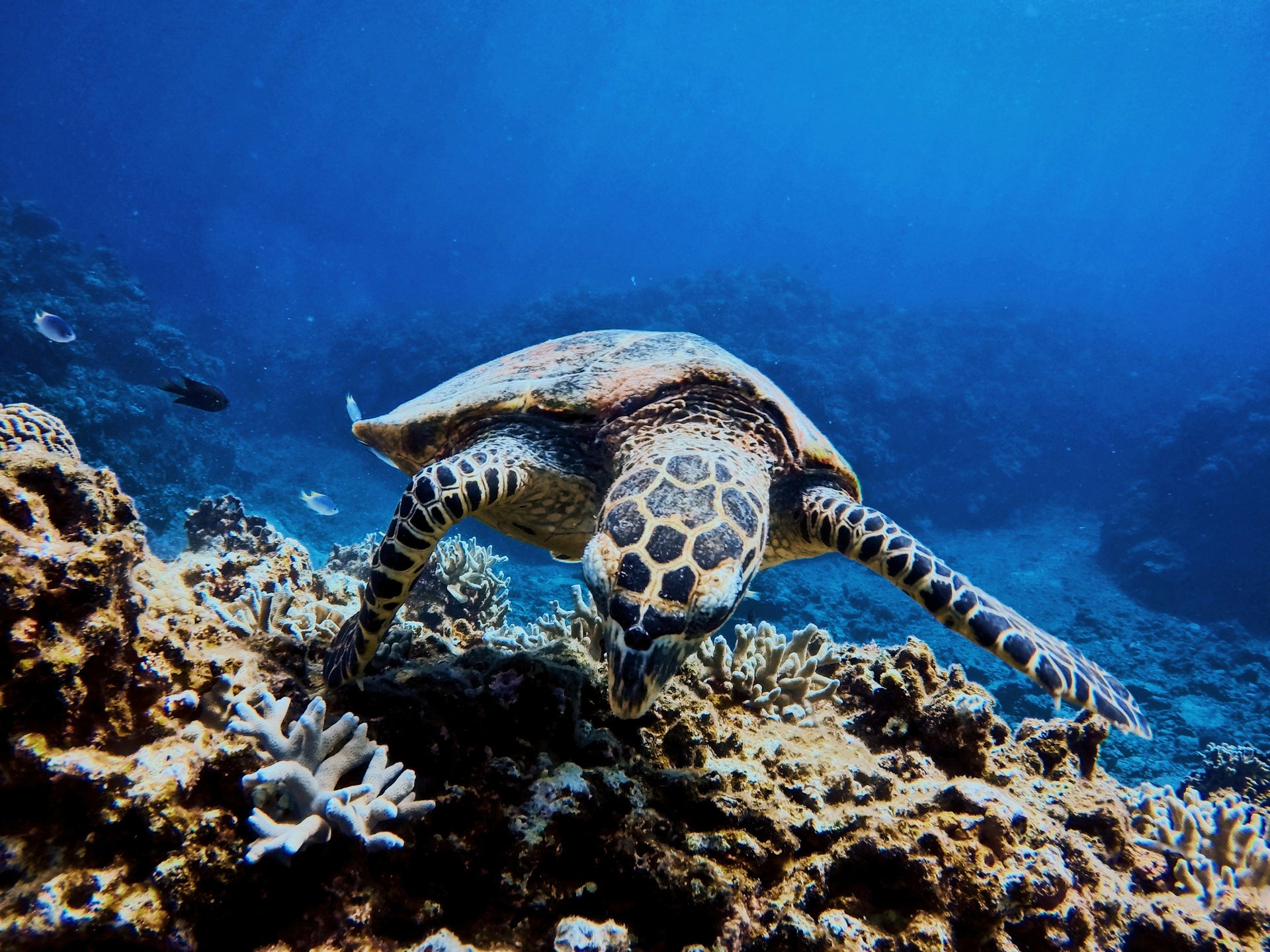 Observation des tortues lors d'un plongée à Okinawa, Japon