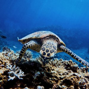 Observation des tortues lors d'un plongée à Okinawa, Japon