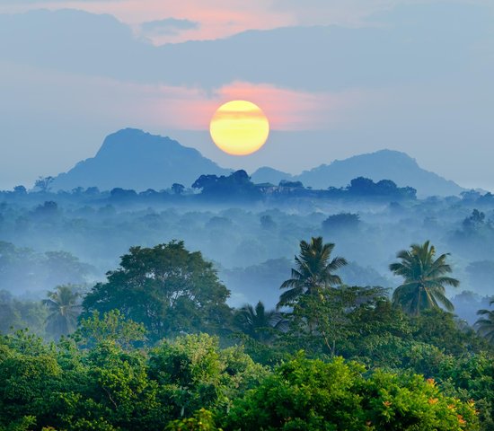 jungle srilanka ecolanka
