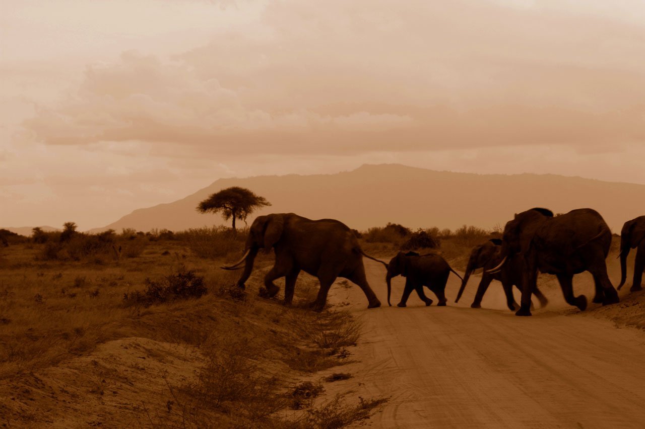 Kenya elephants