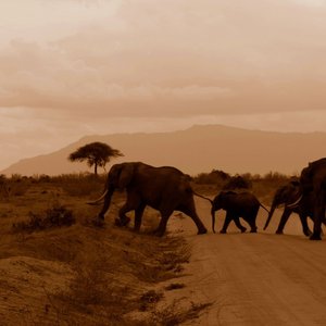 Kenya elephants