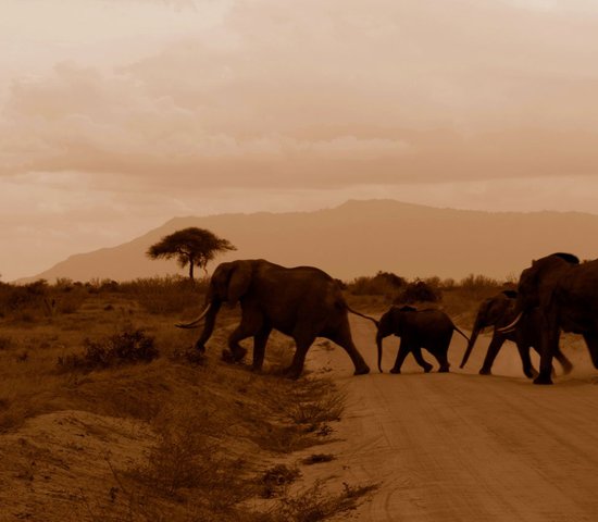 Kenya elephants