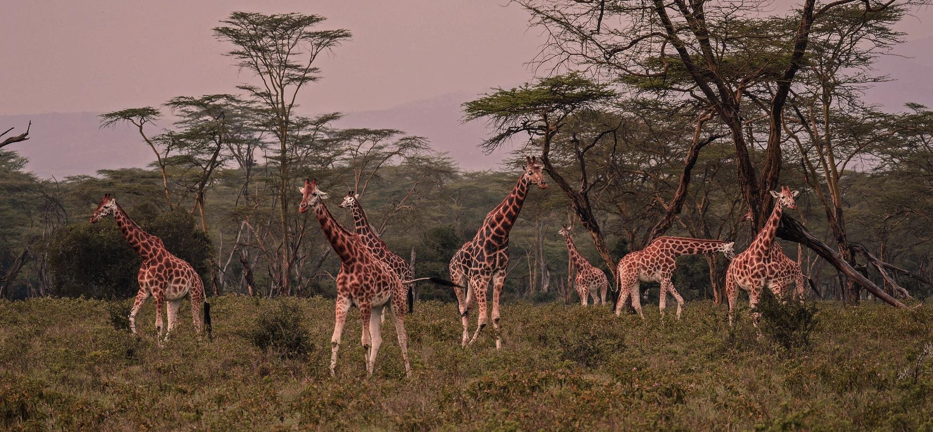 Kenya girafes