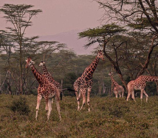Kenya girafes
