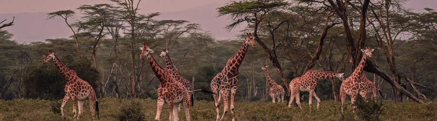 Kenya girafes