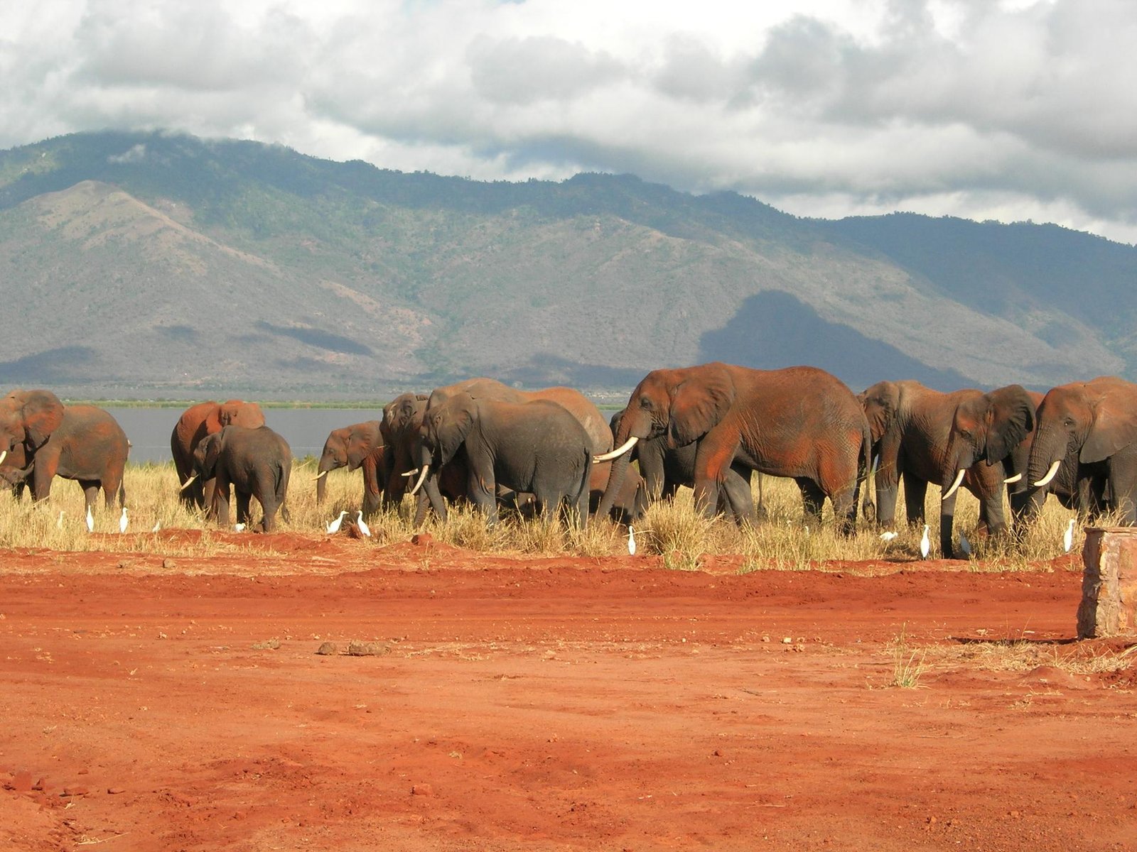 kenya lac jipe elephants