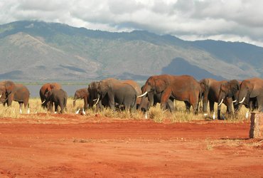 kenya lac jipe elephants
