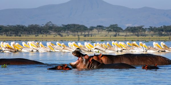 kenya lac naivasha hippopotame