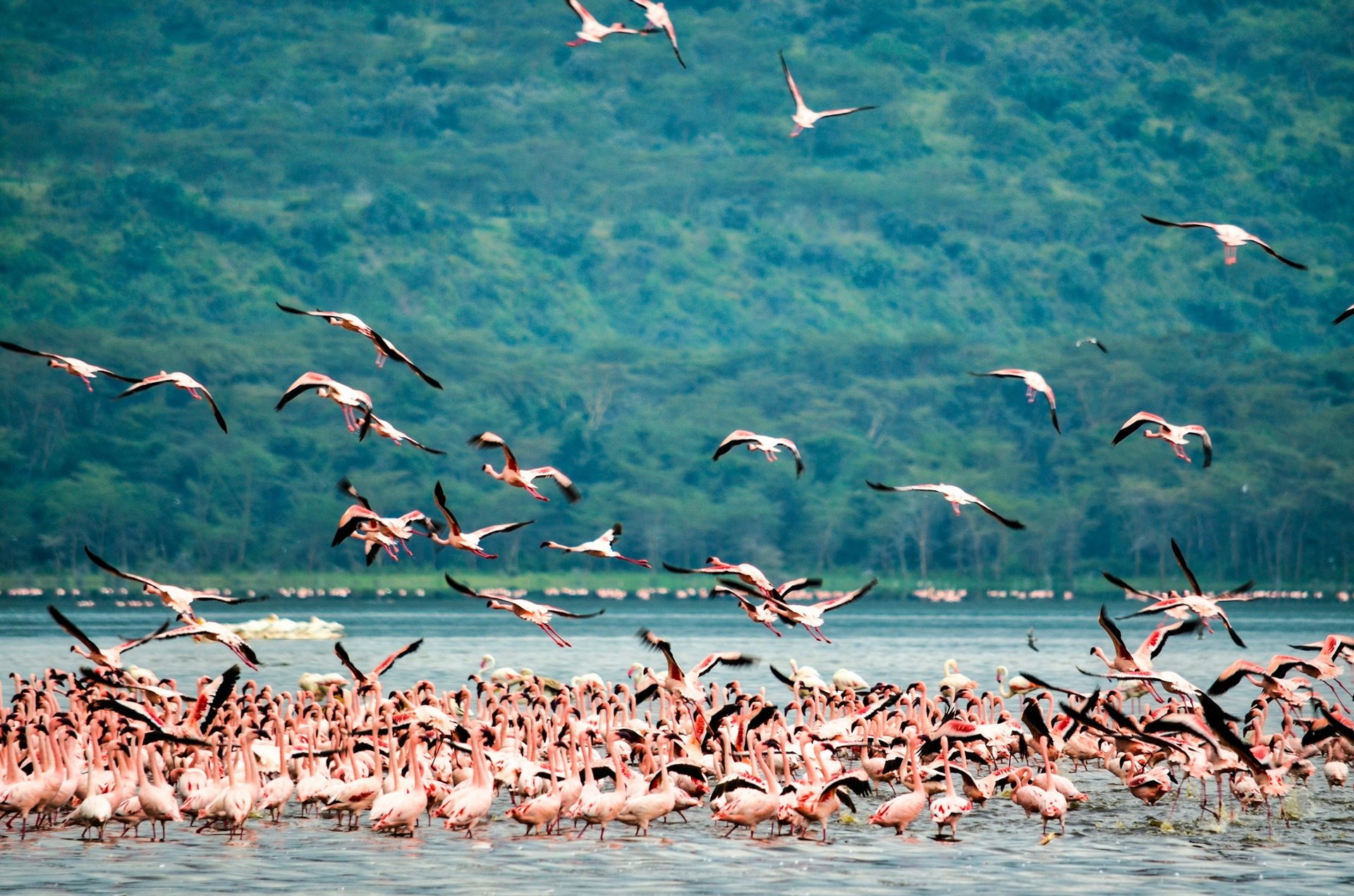 Lac Nakuru, Kenya