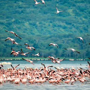 Lac Nakuru, Kenya