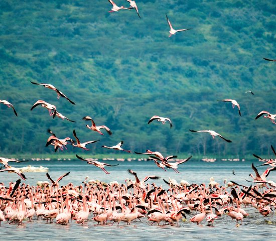 Lac Nakuru, Kenya
