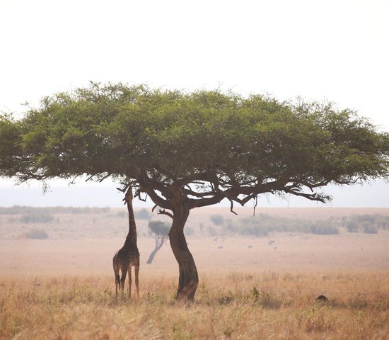 Kenya   Masai Mara1