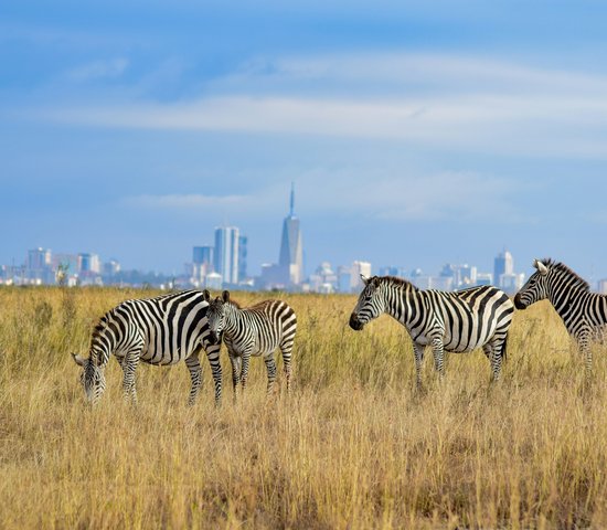 Réserve nationale de Nairobi, Kenya