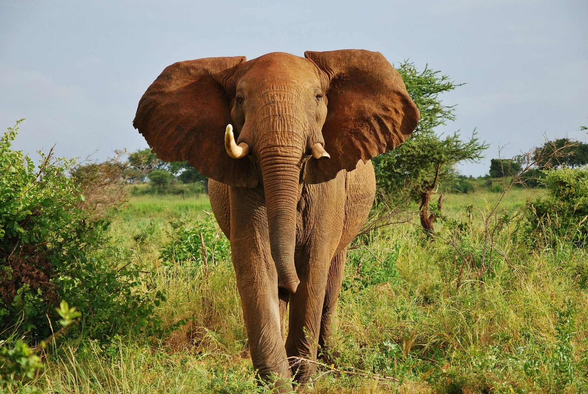 Parc national de Meru, Kenya