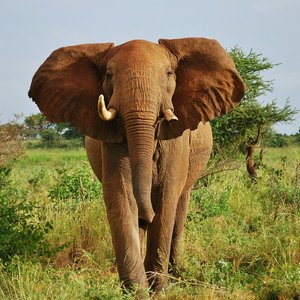 Parc national de Meru, Kenya