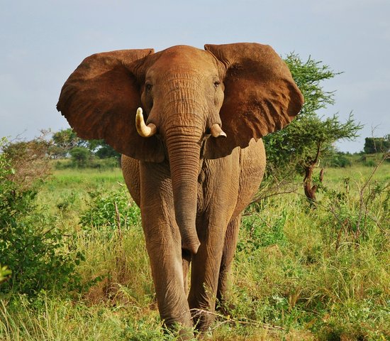 Parc national de Meru, Kenya