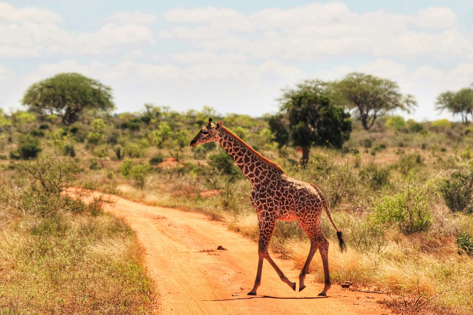 Parc national de Tsavo Est, Kenya