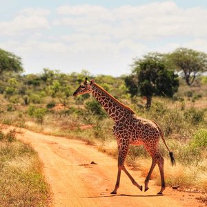 Parc national de Tsavo Est, Kenya