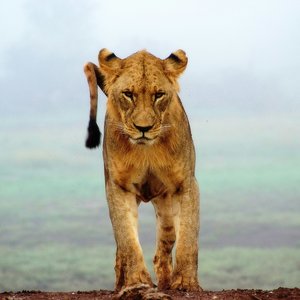 Parc national de Tsavo Ouest, Kenya