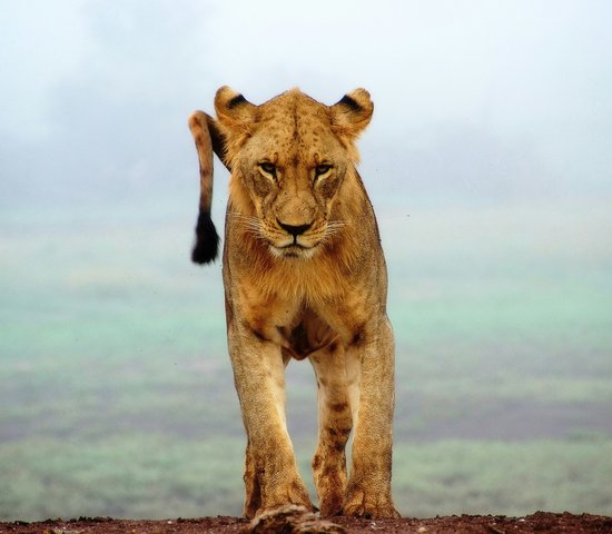 Parc national de Tsavo Ouest, Kenya