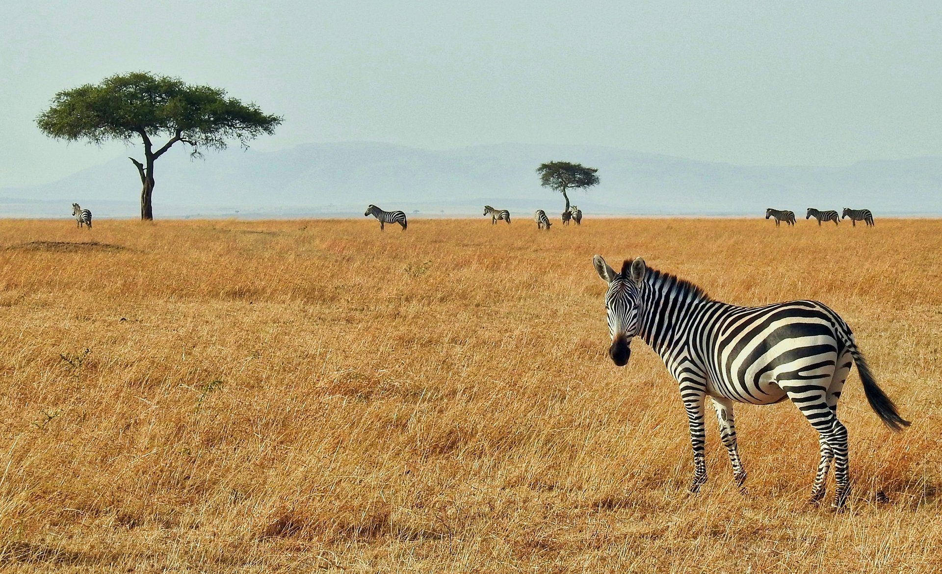 Réserve nationale du Masai Mara, Kenya