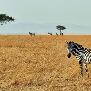 Réserve nationale du Masai Mara, Kenya