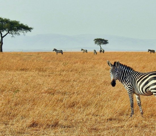 Réserve nationale du Masai Mara, Kenya