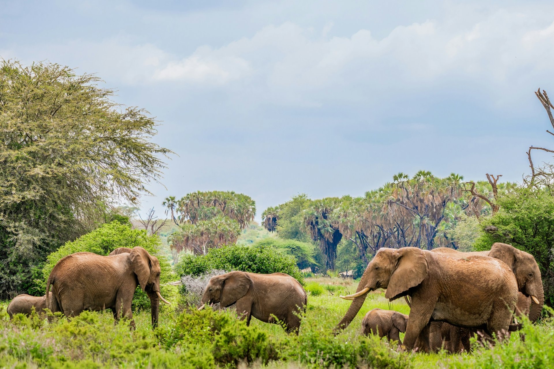 Réserve nationale de Samburu, Kenya
