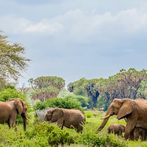 Réserve nationale de Samburu, Kenya