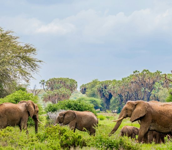 Réserve nationale de Samburu, Kenya