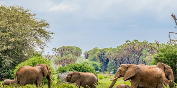 Réserve nationale de Samburu, Kenya