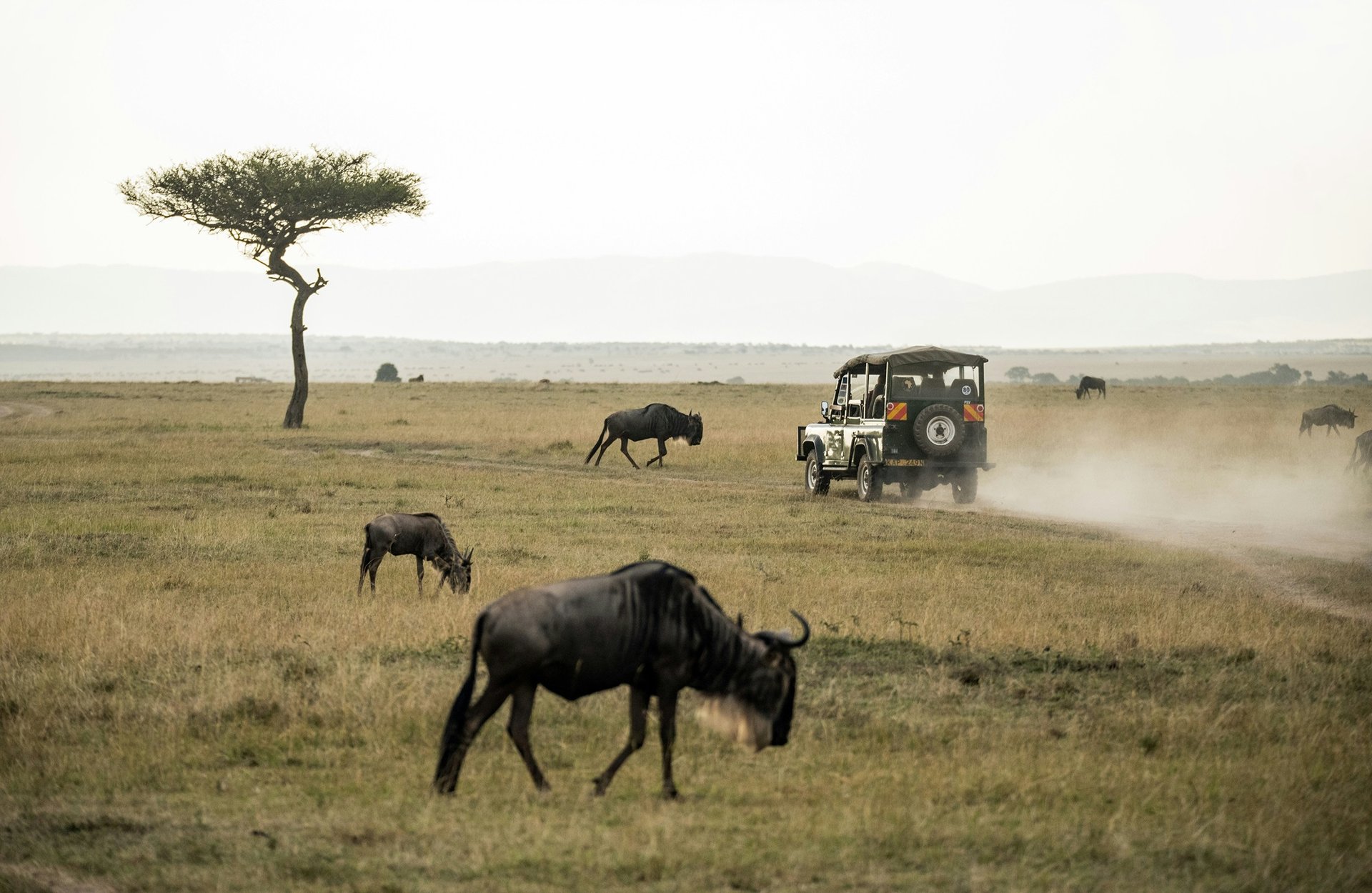 Safari Kenya, Masai Mara