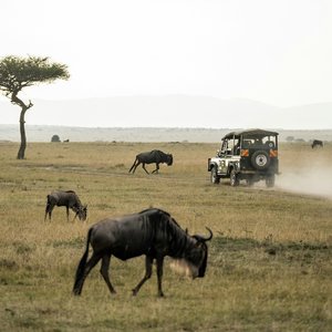 Safari Kenya, Masai Mara