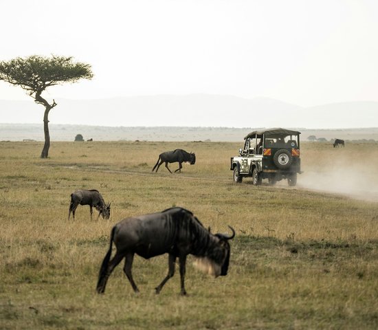 Safari Kenya, Masai Mara