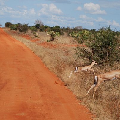 kenya tsavo