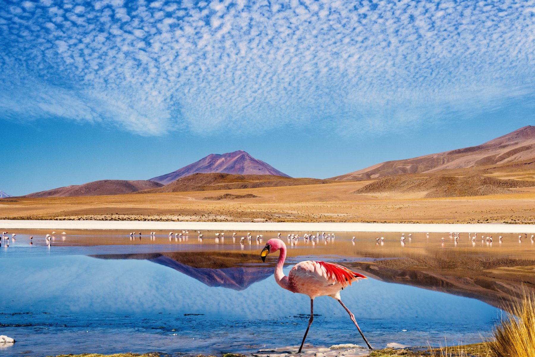 La Bolivie du Salar d'Uyuni au lac Titicaca