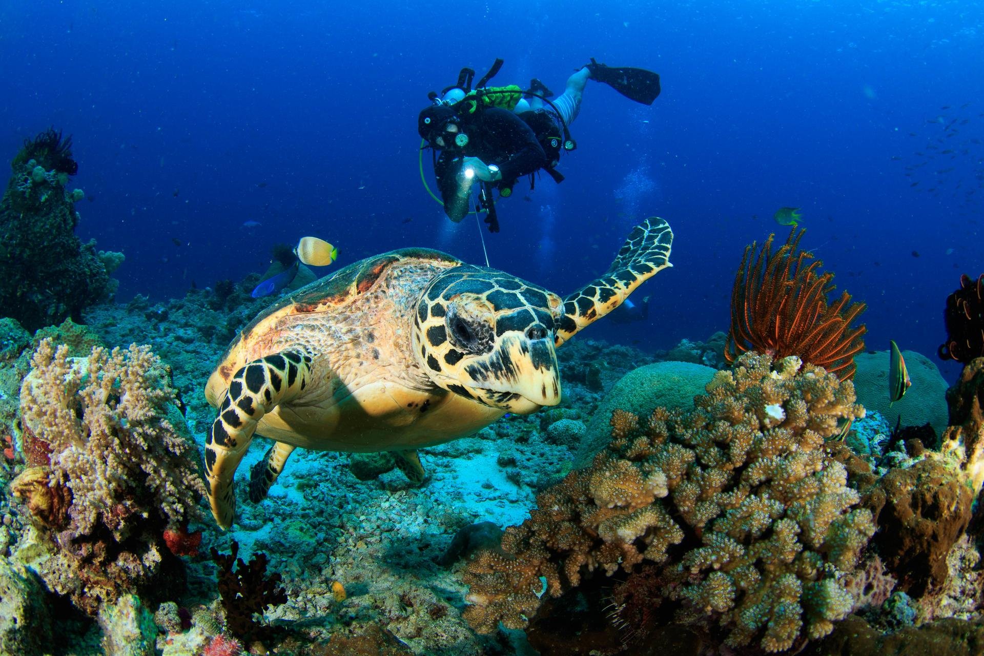 La plongée au Sri Lanka