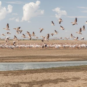 Lac Eyasi   Tanzanie