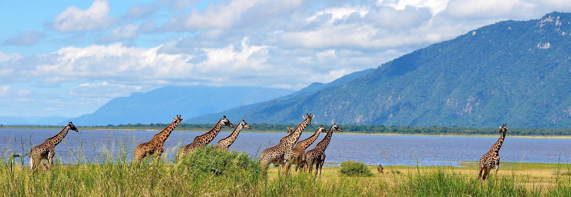 Lac Manyara   Tanzanie