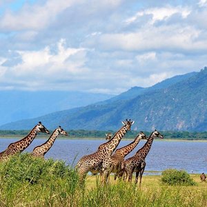 Lac Manyara   Tanzanie